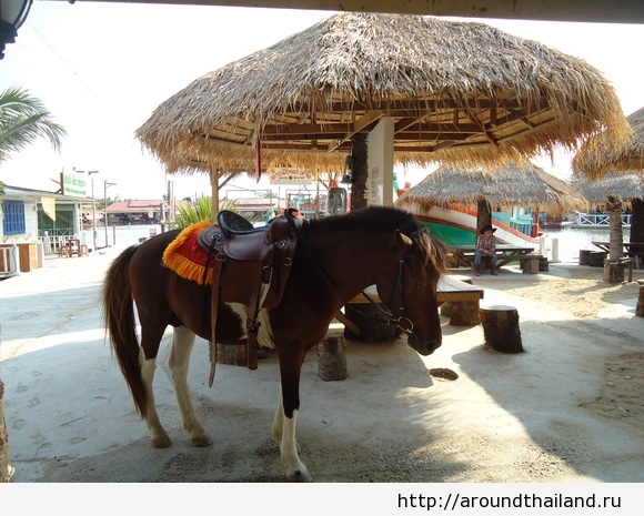 Лошади на рынке Хуа Хина Лошади на рынке Хуа Хина