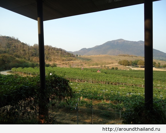 Виноградники Хуа Хина
