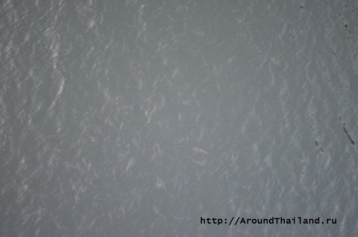 Огромные рыбы Огромные рыбы