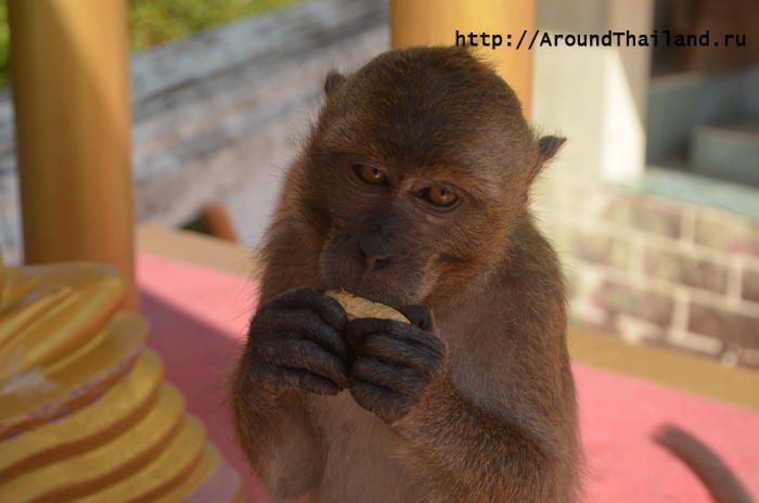 Обезьяна Обезьяна