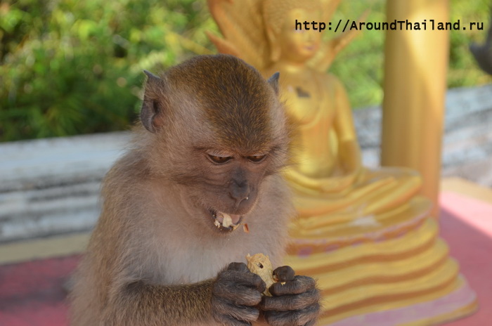 Обезьяна Обезьяна