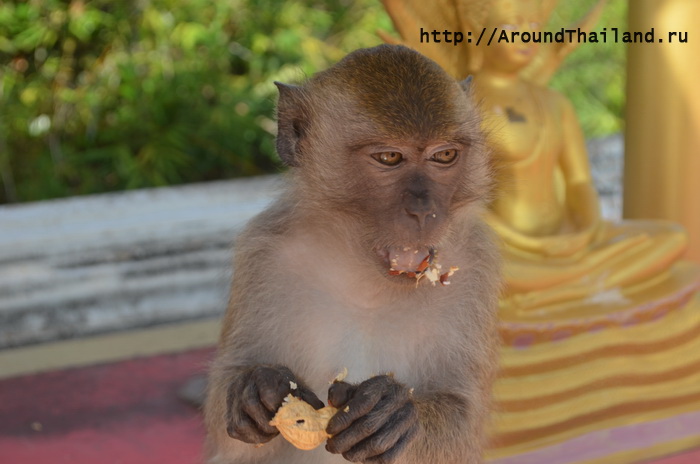 Обезьяна Обезьяна