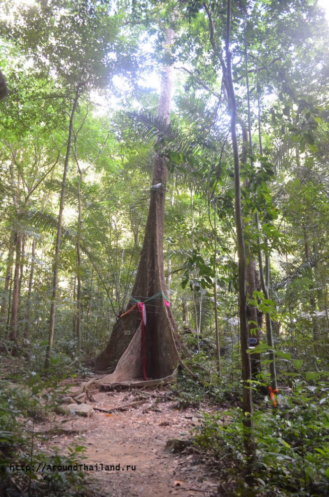 Большое дерево Большое дерево