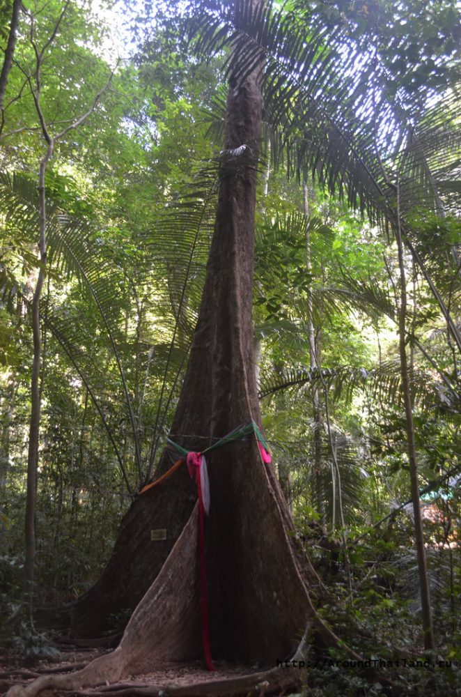 Большое дерево Большое дерево