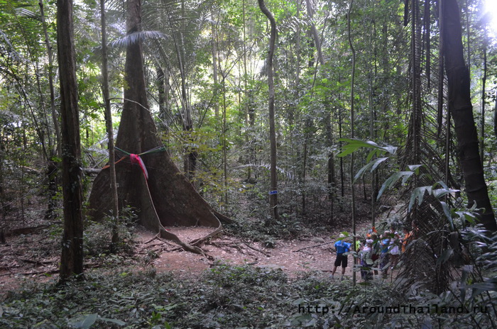 Большое дерево Большое дерево